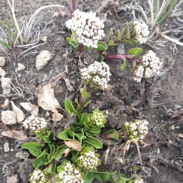 Valeriana boelckei (Valeriana boelckei)
