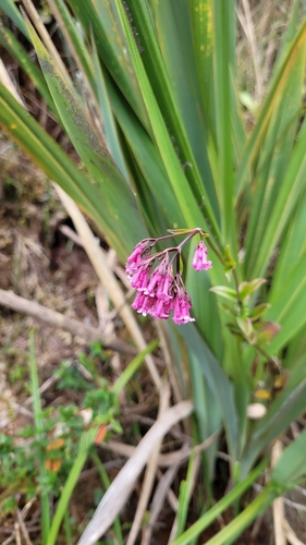 Valeriana buxifolia (Valeriana buxifolia)