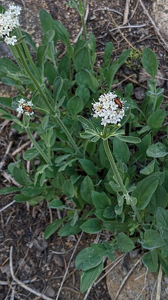 California valerian: California Valerian (Valeriana californica). Species of plant.