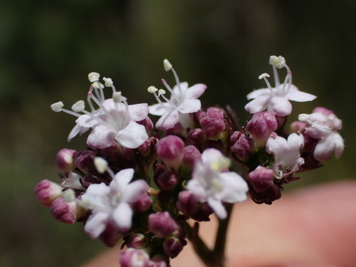 Valeriana capensis (Valeriana capensis)