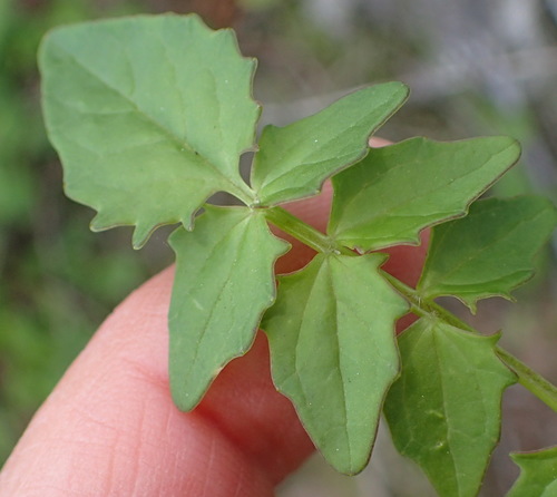 Valeriana capensis (Valeriana capensis)
