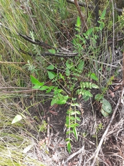 Valeriana capensis (Valeriana capensis)