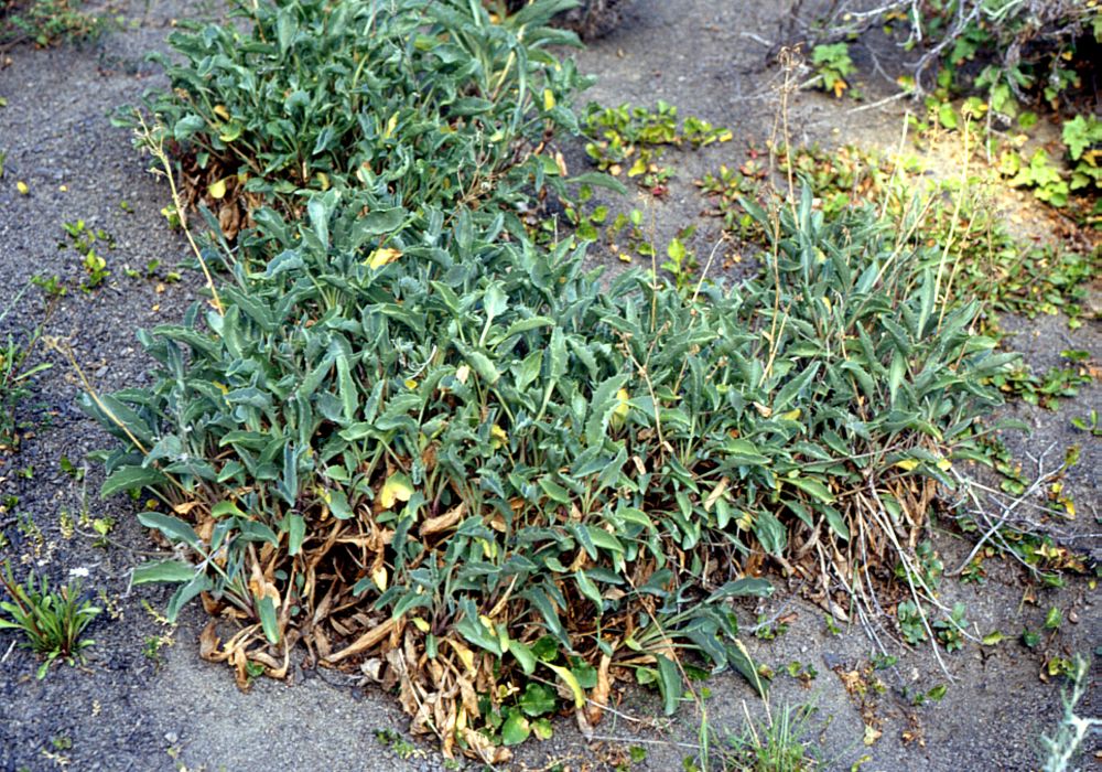 Valeriana carnosa: Valeriana carnosa , (Valerianaceae) - Chile, Patagonien/Patagonia, Parque Nacional Torres del Paine, N Posada Río Serrano