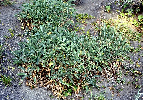 Valeriana carnosa: Valeriana carnosa , (Valerianaceae) - Chile, Patagonien/Patagonia, Parque Nacional Torres del Paine, N Posada Río Serrano
