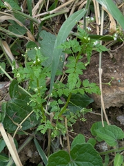 Valeriana chaerophylloides (Valeriana chaerophylloides)