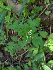 Valeriana chaerophylloides (Valeriana chaerophylloides)