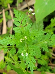 Valeriana chaerophylloides (Valeriana chaerophylloides)