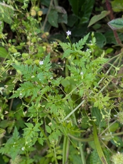 Valeriana chaerophylloides (Valeriana chaerophylloides)