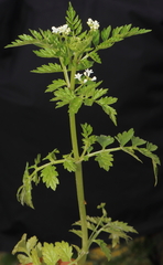 Valeriana chaerophylloides (Valeriana chaerophylloides)