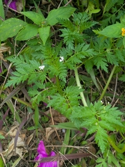 Valeriana chaerophylloides (Valeriana chaerophylloides)