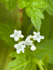 Valeriana chaerophylloides (Valeriana chaerophylloides)