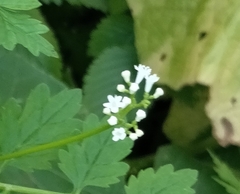 Valeriana chaerophylloides (Valeriana chaerophylloides)