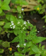 Valeriana chaerophylloides (Valeriana chaerophylloides)