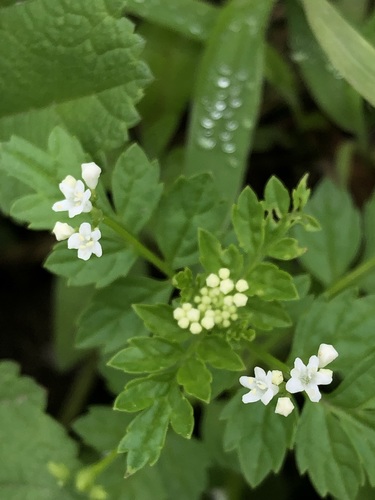 Valeriana chaerophylloides (Valeriana chaerophylloides)