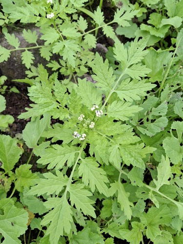 Valeriana chaerophylloides (Valeriana chaerophylloides)