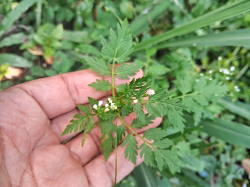 Valeriana chaerophylloides (Valeriana chaerophylloides)