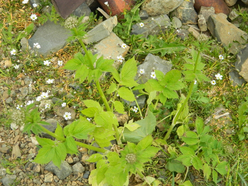 Valeriana colchica (Valeriana colchica)
