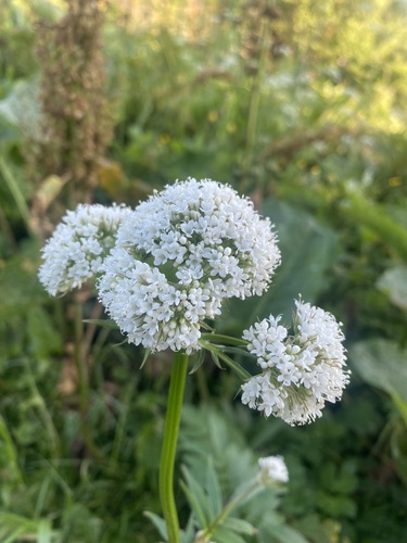 Valeriana colchica (Valeriana colchica)