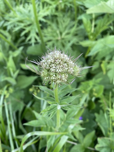 Valeriana colchica (Valeriana colchica)