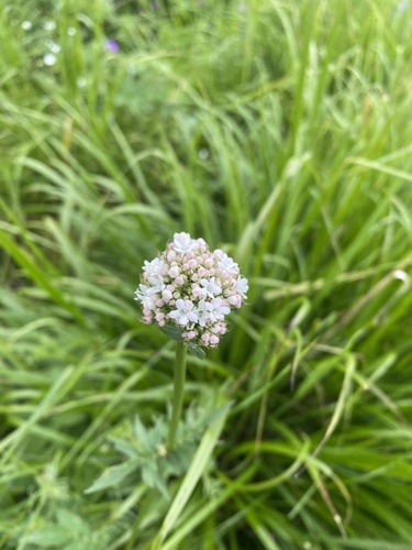 Valeriana colchica (Valeriana colchica)