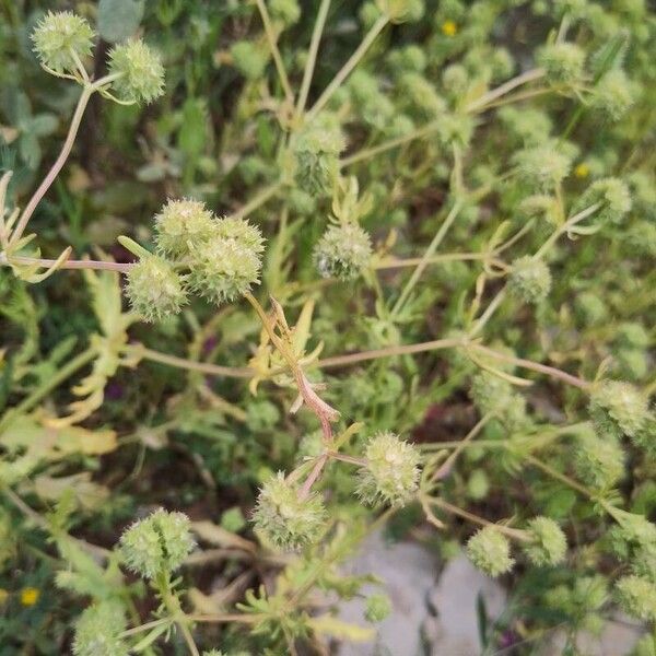 Valeriana discoidea (Valeriana discoidea)
