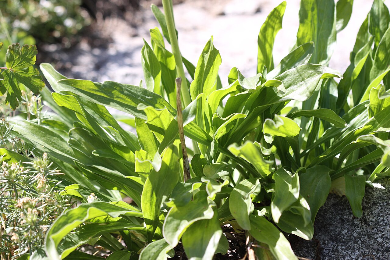 Tobacco root: Tobacco root (Valeriana edulis), Valerian family (Valerianaceae). Around Lake Mary, Brighton, Utah; elevation 2960 m.