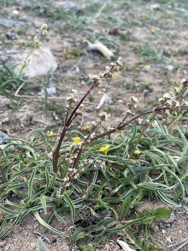 Tobacco root (Valeriana edulis)