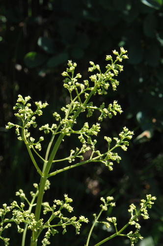 Tobacco root (Valeriana edulis)