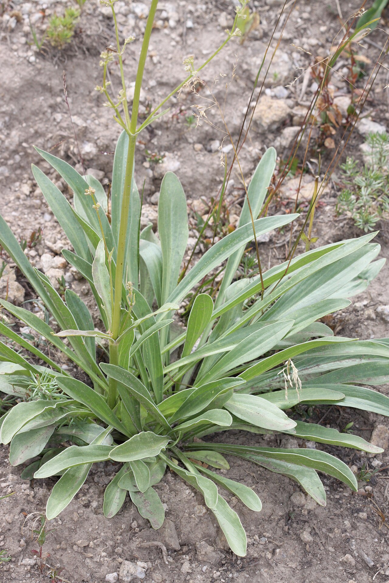 Tobacco root: Tobacco root (Valeriana edulis), Valerian family (Valerianaceae). White Pine Trail, Little Cottonwood Canyon, Utah; elevation 2905 m.