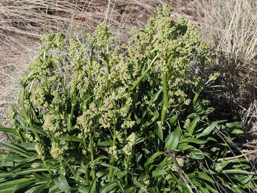 Tobacco root (Valeriana edulis)
