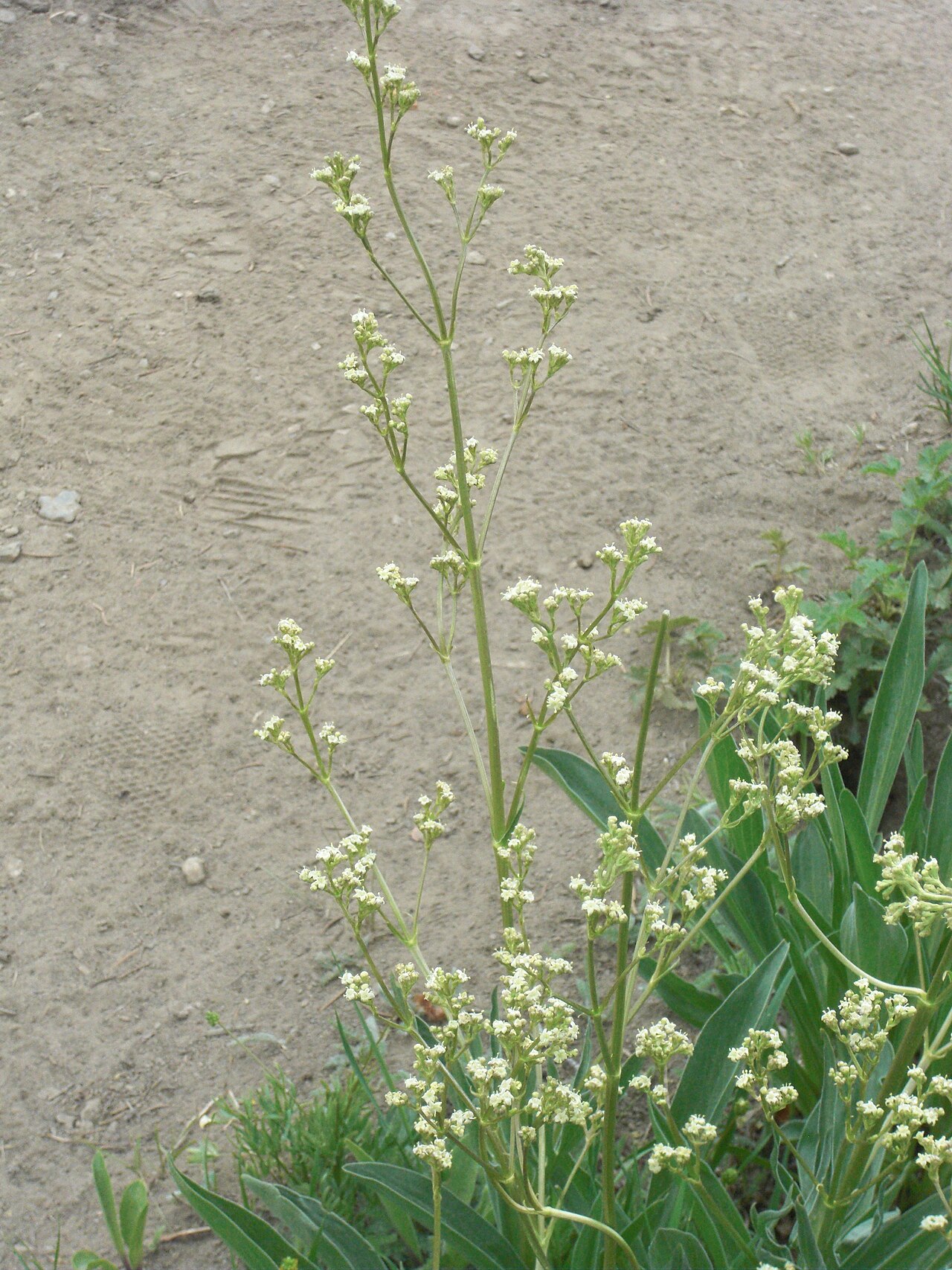 Tobacco root: Tobacco root (Valeriana edulis), Valerian family (Valerianaceae). Mount Wolverine Trail, Little Cottonwood Canyon, Utah; elevation 3073 m.