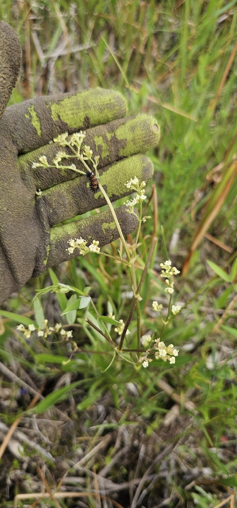 Tobacco root (Valeriana edulis)
