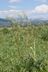 Tobacco root (Valeriana edulis)