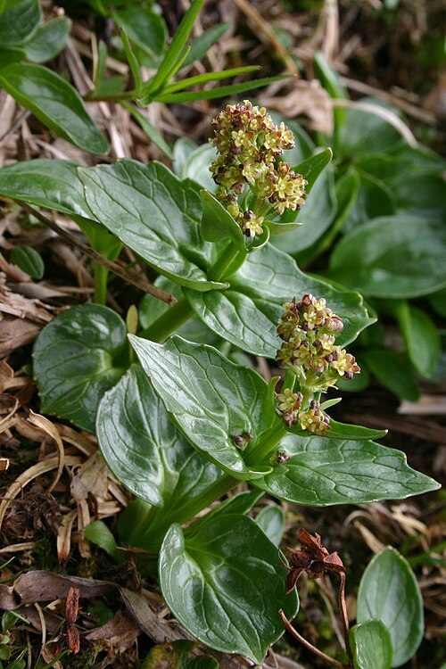 Valeriana elongata: Valeriana elongata