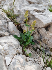 Valeriana elongata (Valeriana elongata)