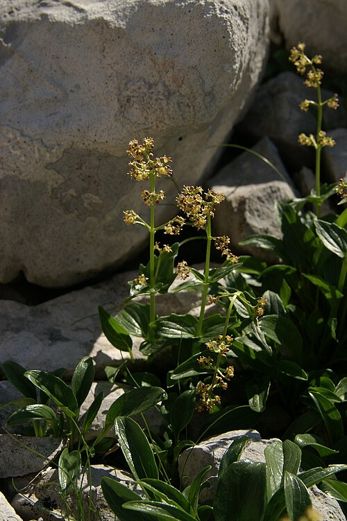 Valeriana elongata: Podaljšana špajka na Zelenici - Stol.