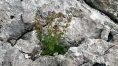 Valeriana elongata (Valeriana elongata)