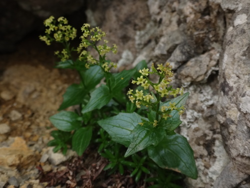 Valeriana elongata (Valeriana elongata)
