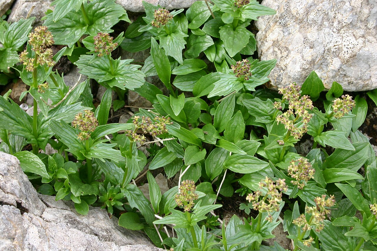 Valeriana elongata: Valeriana elongata