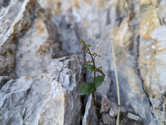 Valeriana elongata (Valeriana elongata)
