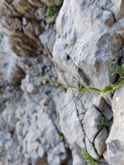 Valeriana elongata (Valeriana elongata)