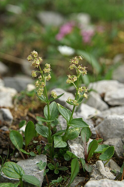 Valeriana elongata: Podaljšana špajka na Korošici (Kamniške alpe).