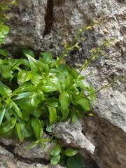 Valeriana elongata (Valeriana elongata)