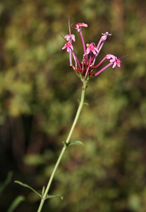 Long-flowered spur-valerian: Centranthus longiflorus subsp. longiflorus , Baldriangewächse (Valerianaceae) – Georgien/საქართველო: Tbilissi/თბილისი, SW Botanischer Garten, ca. 610 m s.m.