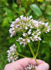 Valeriana excelsa (Valeriana excelsa)