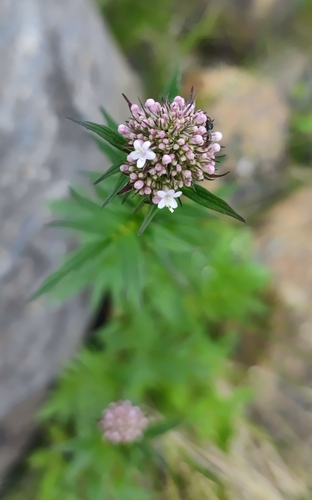 Valeriana excelsa (Valeriana excelsa)