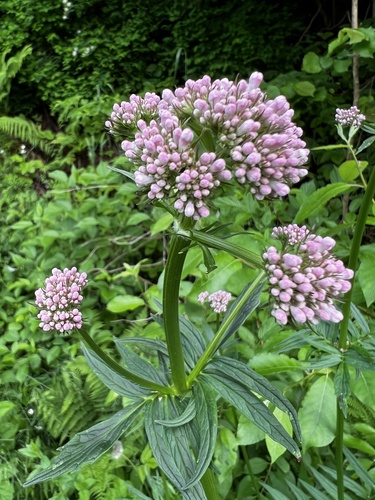 Valeriana excelsa (Valeriana excelsa)