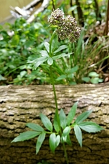 Valeriana excelsa (Valeriana excelsa)