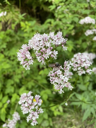 Valeriana excelsa (Valeriana excelsa)