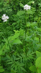Valeriana excelsa (Valeriana excelsa)